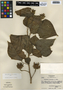 Hibiscus costatus A. Rich., Honduras, A. Molina R. 20816, F